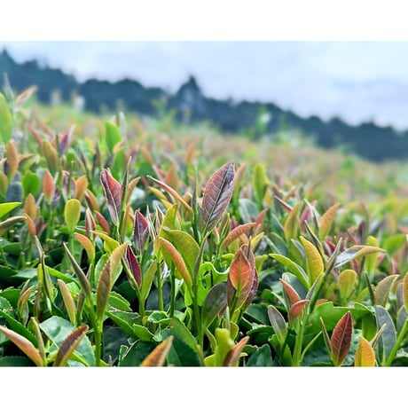 まったりとした甘さと香りの静7132ほうじ茶（2袋セット）
