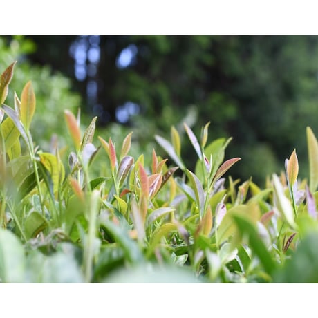 まったりとした甘さと香りの静7132ほうじ茶（2袋セット）