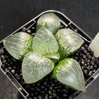 ハオルチア リップスター101×Wダイヤモンド