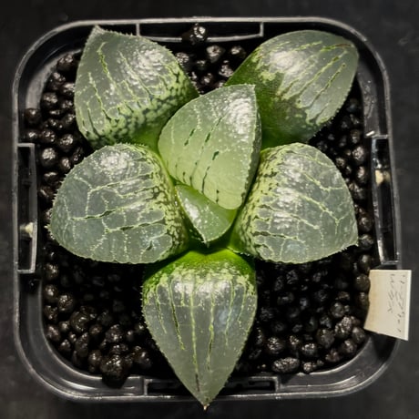 ハオルチア リップスター101×Wダイヤモンド