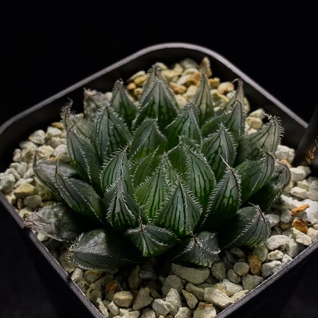 haworthia | STORES