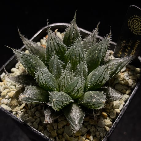 haworthia | STORES
