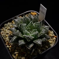 ハオルチア 毛蟹　× 紅葉錦