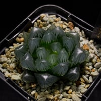 i5.ichiiigo様　専用出品(鉢毎発送）