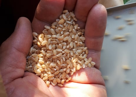 自家栽培の玄米だけの玄米茶