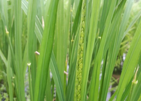 自家栽培の玄米だけの玄米茶