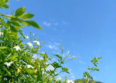 夏の畑の五馳走茶（ごちそうちゃ）