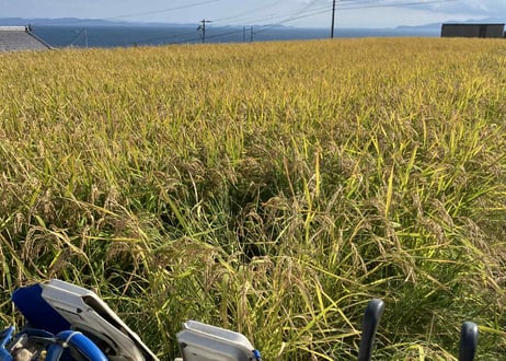 自家栽培の玄米だけの玄米茶