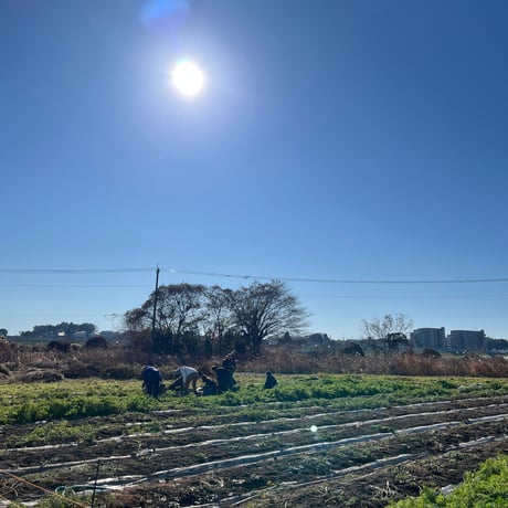 やさいの教室 - 課外授業 -  自然野菜のら