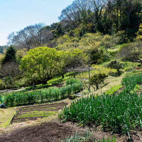 VEGICRA 葉山 野菜のクラッカー（人参＋アーモンド）