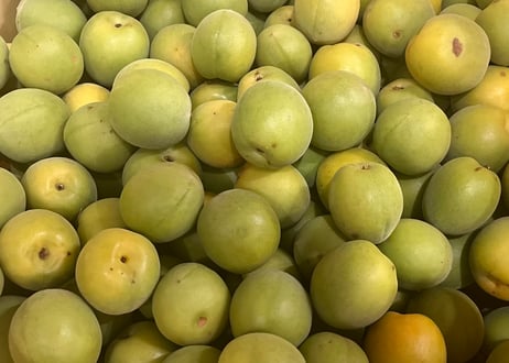 彩：IRODORI Saison UME　350ml缶製品
