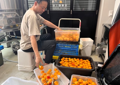 彩：IRODORI SAISON Apricot  350ml缶製品