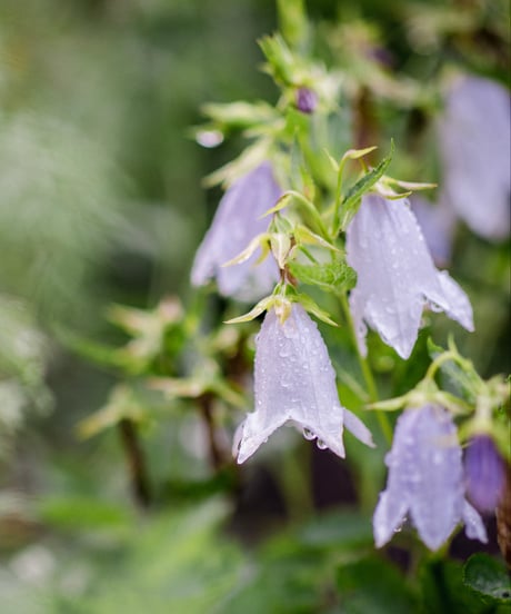 bluebell