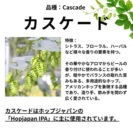 【数量限定】2026年産 手摘み生ホップ 品種：カスケード(100g)