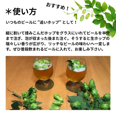 【数量限定】2026年産 手摘み生ホップ 品種：カスケード(100g)