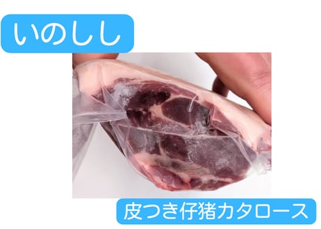 野生の猪肉　皮つき仔猪ブロック各種【冷凍】