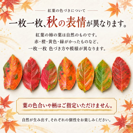 【秋限定】紅葉　柿の葉寿司（鯖鮭15個入り）※紅葉の葉8枚のみ