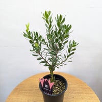 リュウカデンドロン