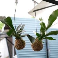 コウモリラン苔玉吊り下げタイプ　配達用