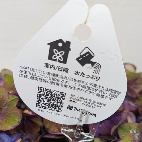 アジサイ〝ベルベットビューティー〟（配達のみ）