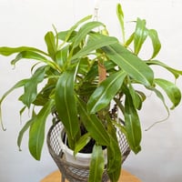 観葉植物　ネペンテス（ウツボカズラ）
