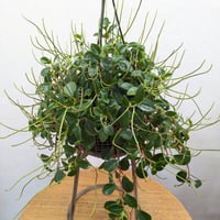 観葉植物　ペペロミア グラベラグリーン