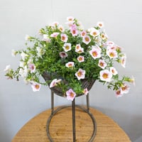 カリブラコア　苗5ポットセット