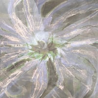 mu tate, Nexcyia, Exzald S - Labege [LP][Good Morning Tapes] (USED)