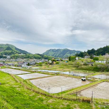 令和8年産　コシヒカリ（玄米）５キロ　【特別栽培米】【京都府福知山産】