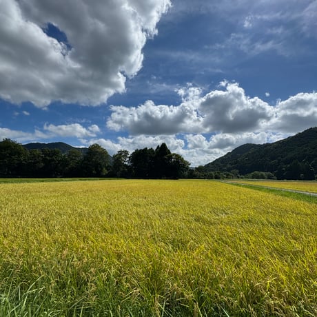 令和8年産　コシヒカリ（玄米）５キロ　【特別栽培米】【京都府福知山産】