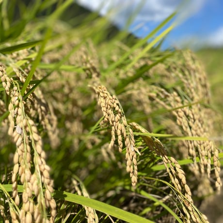 令和8年産　コシヒカリ（玄米）５キロ　【特別栽培米】【京都府福知山産】