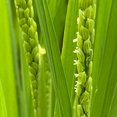 令和8年産　コシヒカリ（玄米）５キロ　【特別栽培米】【京都府福知山産】