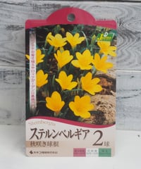 ステルンベルギア　2球