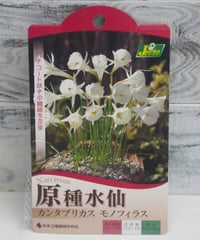 原種水仙　3球