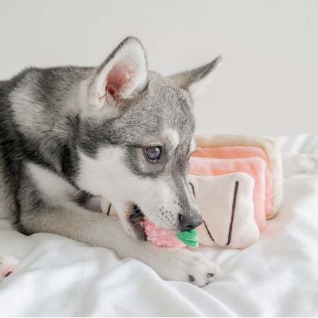 [Pups & Bubs]  ストロベリーミルフィーユ ノーズワーク