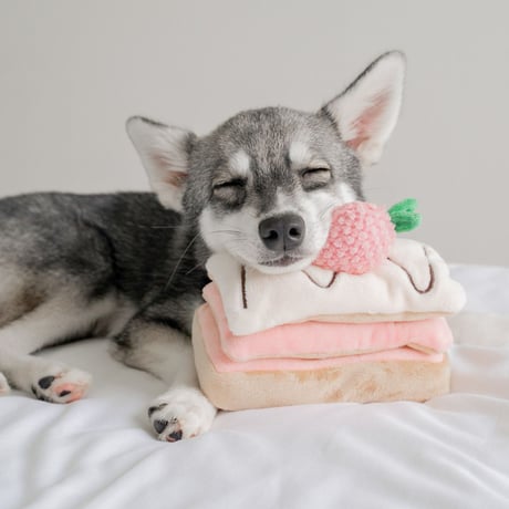 [Pups & Bubs]  ストロベリーミルフィーユ ノーズワーク