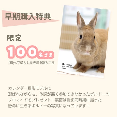 【壁掛】SAVE THE RABBITS チャリティカレンダー2027
