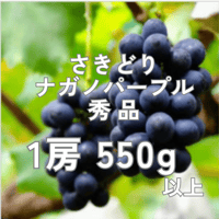 【2026年販売開始】さきどりナガノパープル秀品1房550g以上☆サマーギフトにも