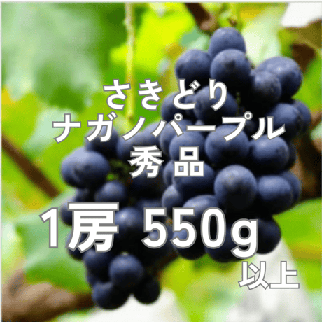 【2026年販売開始】さきどりナガノパープル秀品1房550g以上☆サマーギフトにも