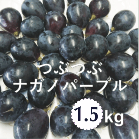 【2026年販売開始】つぶつぶナガノパープル1.5kg☆お得に美味しく食べやすい