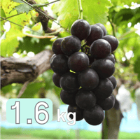 【2026年 販売開始】藤みのり1.6kg以上(種無し 1房500g以上×2〜3房)☆超大粒！甘くてジューシー♪