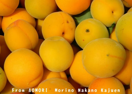 青森県産　森果樹印のあんずジャム