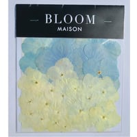 押し花｜花材セット アジサイ Pressed Flower Kit インテリア・ギフト・ウェルカムボードなどのハンドメイドに　F-1091　BLOOM MAISON