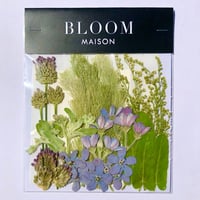 押し花｜花材セット  ブルースター　Pressed Flower Kit インテボードリア・ギフト・ウェルカムなどのハンドメイドに　F-1188　BLOOM MAISON