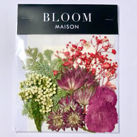 押し花｜花材セット  カスミソウ　Pressed Flower Kit インテボードリア・ギフト・ウェルカムなどのハンドメイドに　F-1157　BLOOM MAISON