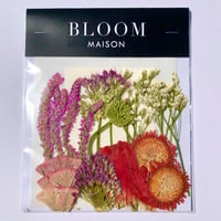押し花｜花材セット  ガーベラ  Pressed Flower Kit インテボードリア・ギフト・ウェルカムなどのハンドメイドに　F-1143　BLOOM MAISON