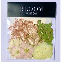 押し花｜花材セット  アスチルベ  Pressed Flower Kit インテボードリア・ギフト・ウェルカムなどのハンドメイドに　F-1142　BLOOM MAISON