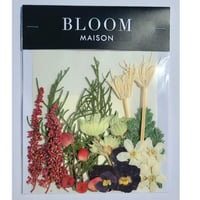 押し花｜花材セット ホワイトスター Pressed Flower Kit インテリア・ギフト・ウェルカムボードなどのハンドメイドに　F-1106　BLOOM MAISON