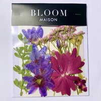 押し花｜花材セット  モカラ　Pressed Flower Kit インテボードリア・ギフト・ウェルカムなどのハンドメイドに　F-1209　BLOOM MAISON