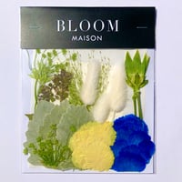 押し花｜花材セット  カーネーション　Pressed Flower Kit インテボードリア・ギフト・ウェルカムなどのハンドメイドに　F-1187　BLOOM MAISON